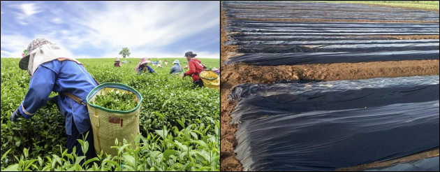 composite photo - a field of tea busheses with some workers picking leaves - rows of black poly tunnels covering crops